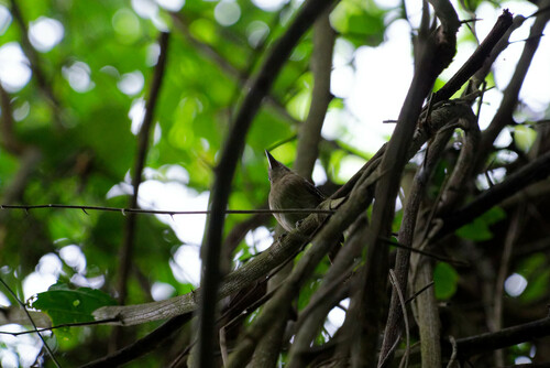 Northern Slaty Antshrike (Thamnophilus punctatus), photo 9