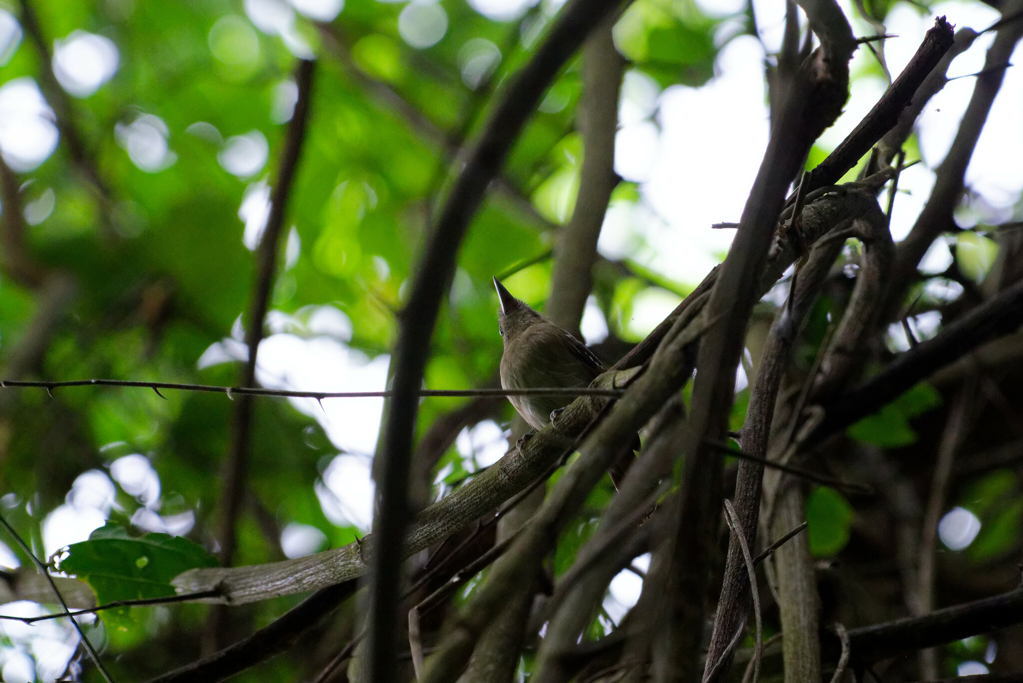 Northern Slaty Antshrike (Thamnophilus punctatus), photo 8