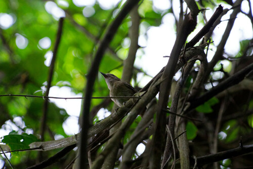 Northern Slaty Antshrike (Thamnophilus punctatus), photo 10