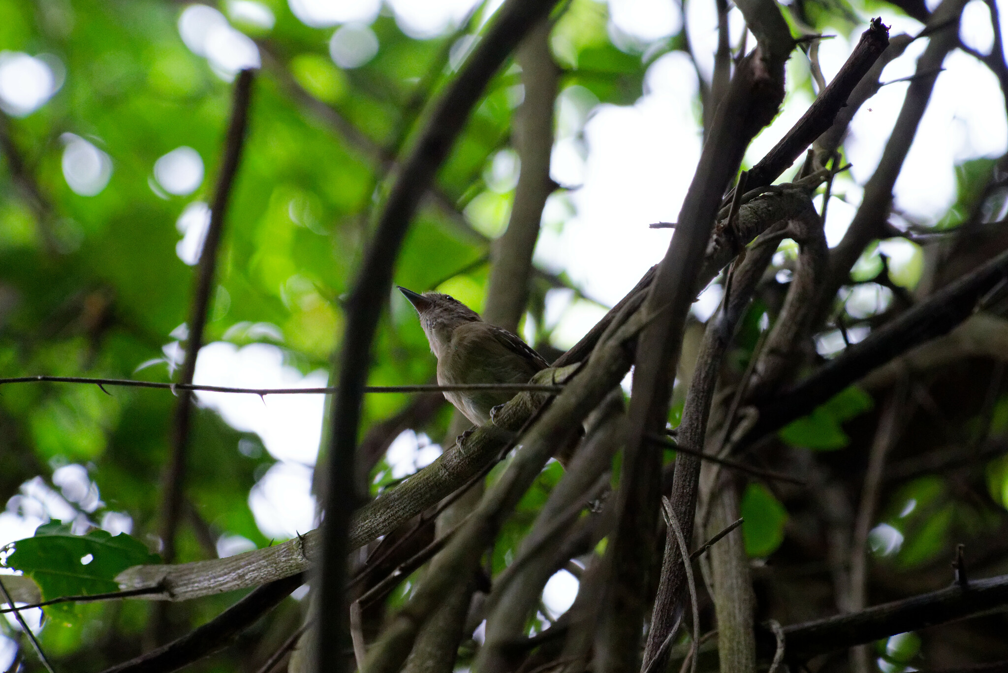 Northern Slaty Antshrike (Thamnophilus punctatus), photo 9