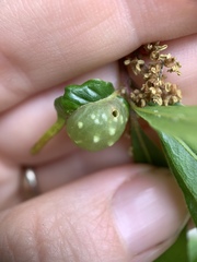 Dryocosmus quercuspalustris