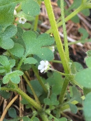 Nemophila parviflora