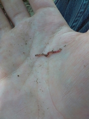 Aporrectodea caliginosa