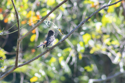 Caatinga Black-tyrant
