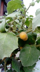 Solanum hirtum