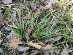 Cyperaceae