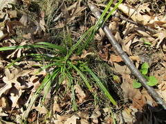 Cyperaceae