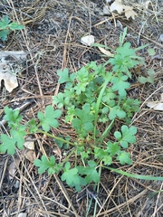 Nemophila parviflora