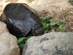 Kinosternon hirtipes