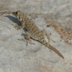 Namib Day Gecko photo 4