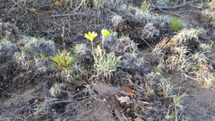 Tetraneuris argentea