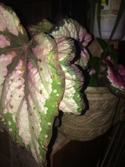 Begonia rex-cultorum