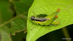 Liebermannacris dorsualis