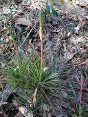 Tillandsia fasciculata