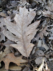 Quercus alba