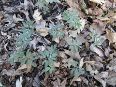 Hydrophyllum virginianum