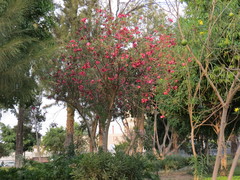 Nerium oleander