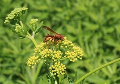 Polistes apachus texanus