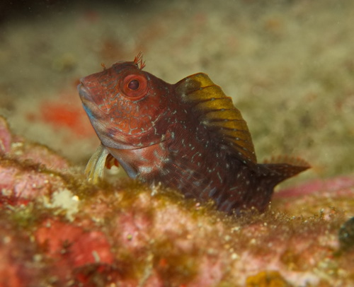 Ringneck Blenny
