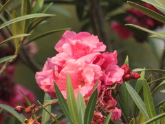 Nerium oleander