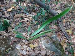 Acanthocereus tetragonus