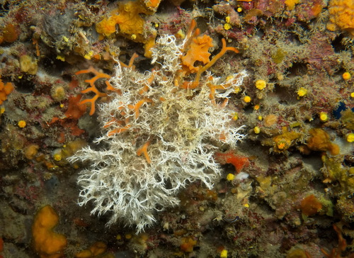 Salmacina dysteri observed 2024-04-26