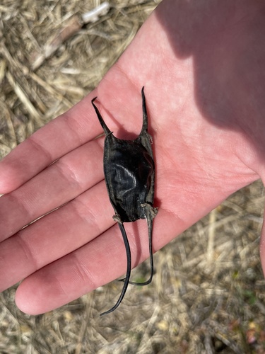 Rosette Skate (Leucoraja garmani), a species recorded in New Jersey
