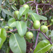 Manchineel - Photo (c) Susan J. Hewitt, some rights reserved (CC BY-NC), uploaded by Susan J. Hewitt