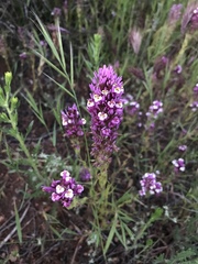Castilleja densiflora gracilis