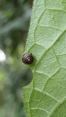 Euconulidae