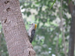 Melanerpes aurifrons