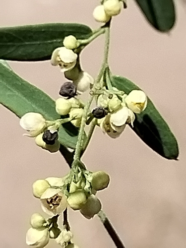 Image of Nephroia diversifolia by no rights reserved