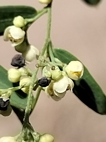 Image of Nephroia diversifolia by no rights reserved