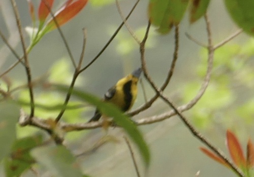 Yellow-cheeked Tit (Machlolophus spilonotus), photo 9