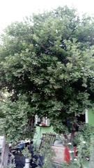 Melicoccus oliviformis