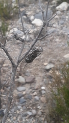 Cacama dissimilis