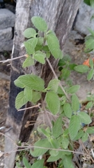 Lippia graveolens