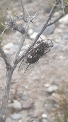 Cacama dissimilis