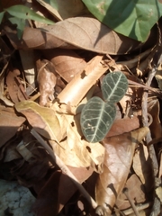 Echites tuxtlensis