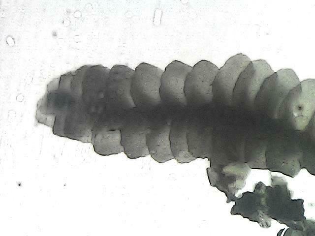 Thysananthus retusus (Thysananthus retusus)