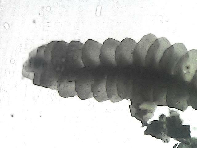 Thysananthus retusus