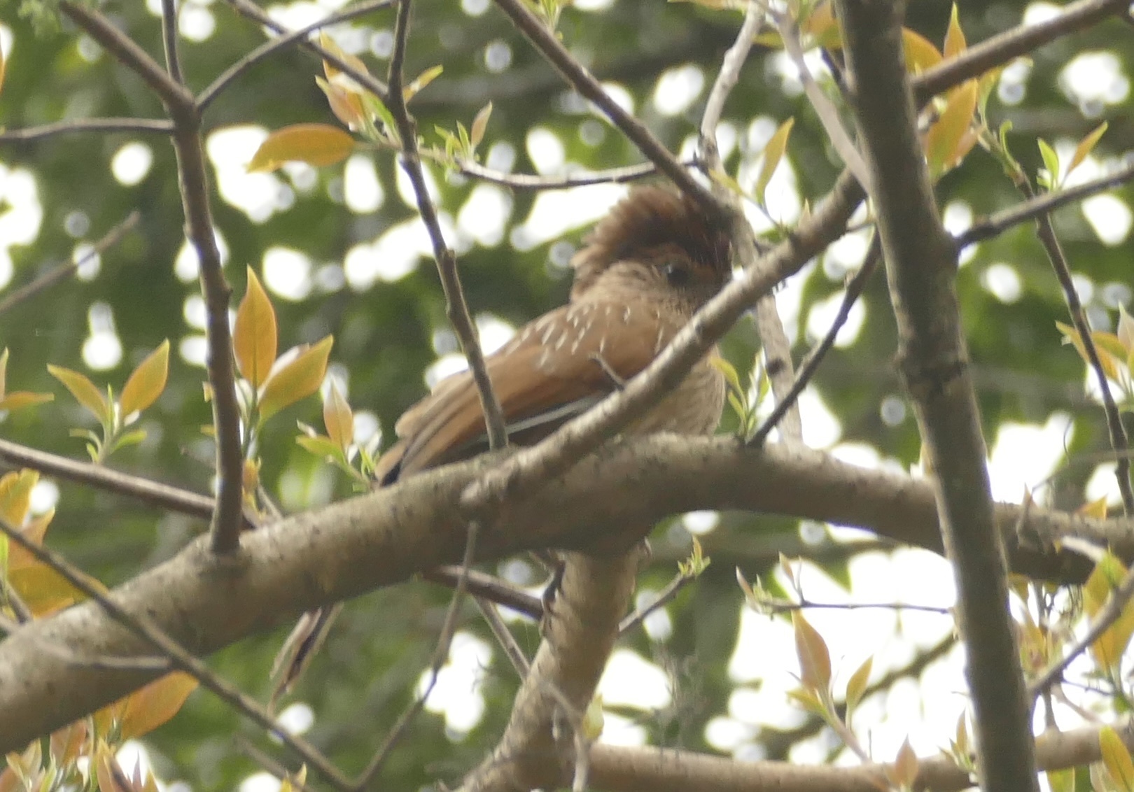 Striated Laughingthrush