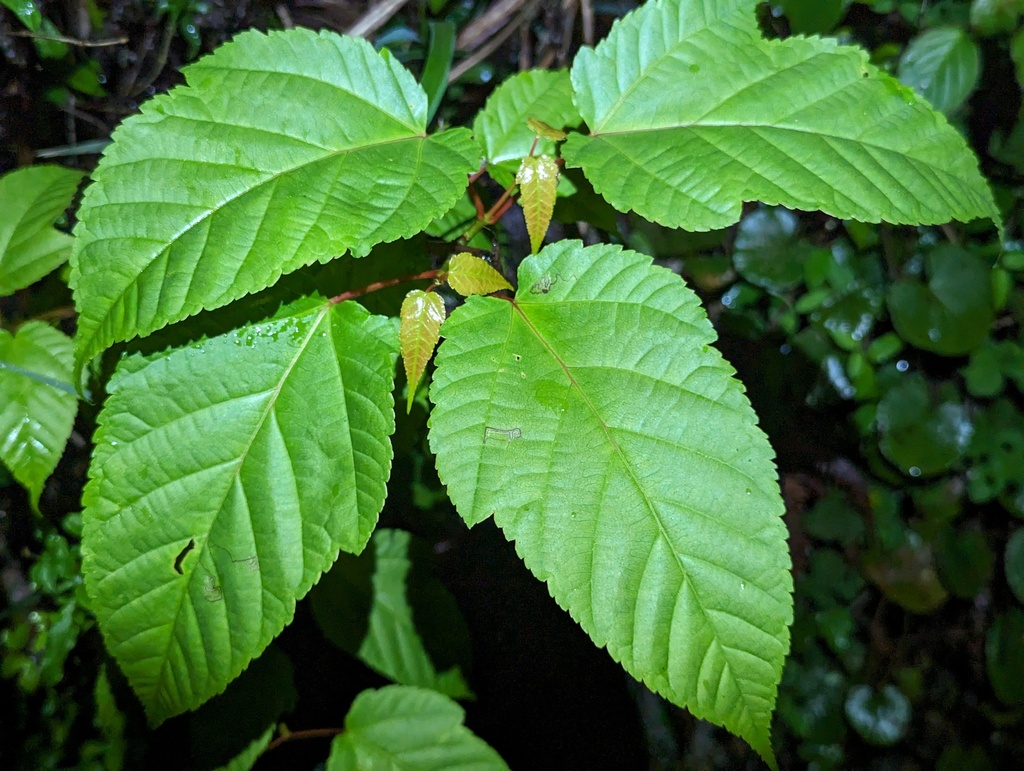 Acer davidii (Acer davidii)