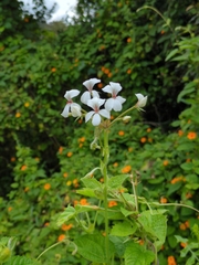 (c) Suhel Quader, some rights reserved (CC BY) Pelargonium multibracteatum, photograph (c) Suhel Quader, some rights reserved (CC BY)