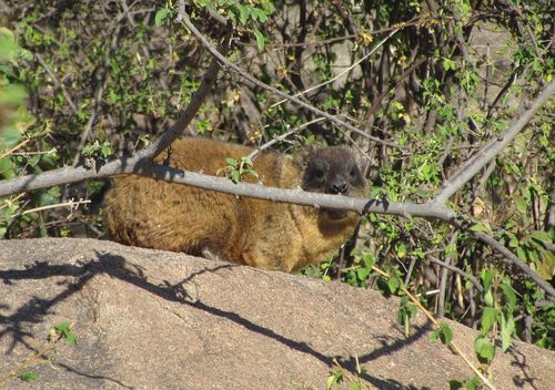 Rock Hyrax