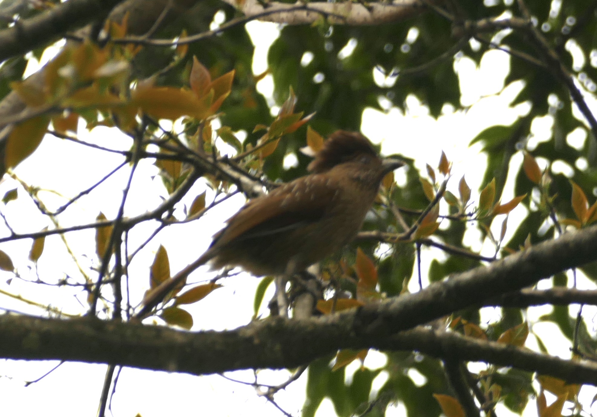 Striated Laughingthrush