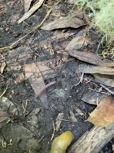Greenhouse millipede