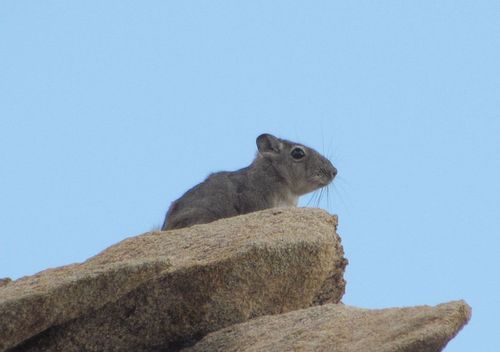 Speke's Gundi (Pectinator spekei) — Least Concern Mammalia
