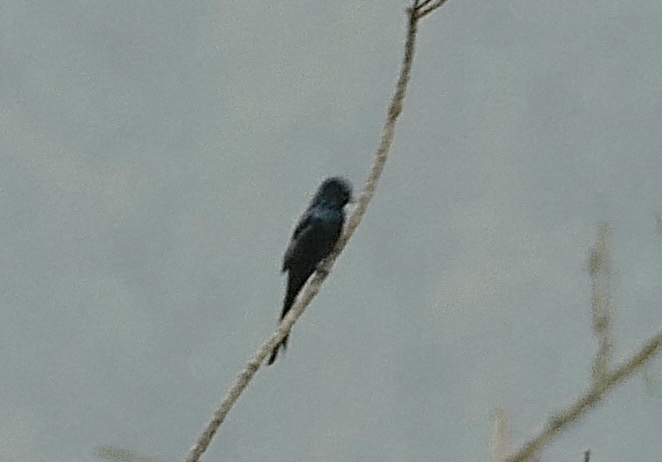Bronzed Drongo