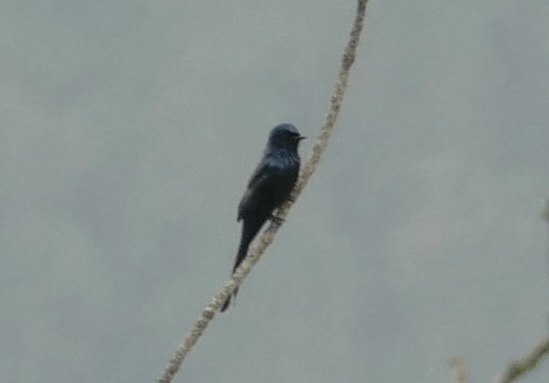 Bronzed Drongo